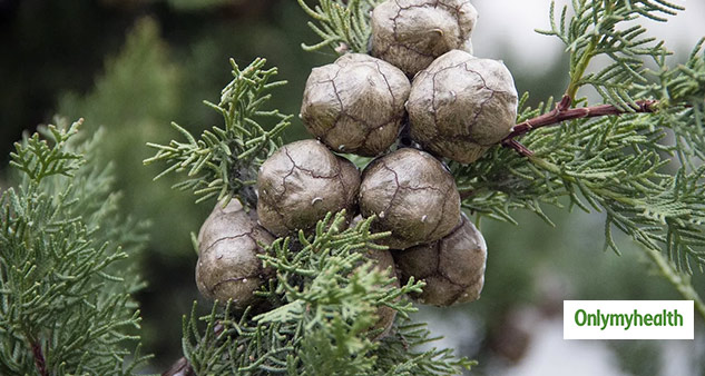  Health Benefits Of Cypress