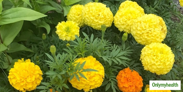 Benefits Of Marigold Flower For Skin | नेचुरल एंटीसेप्टिक है गेंदे का