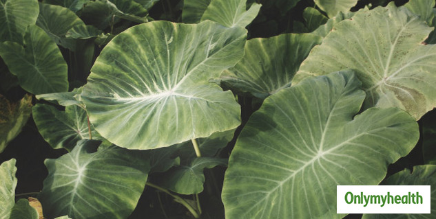 insidevege