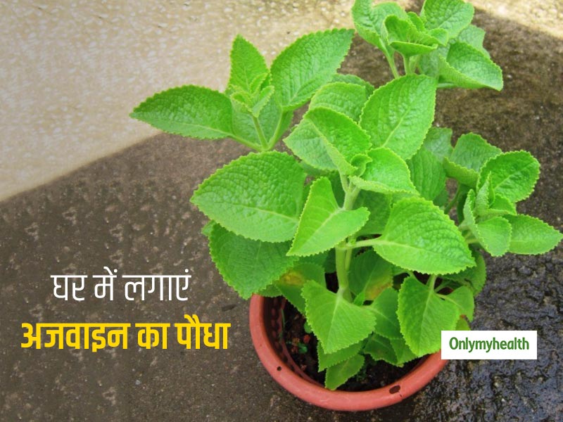 घर में जरूर लगाएं अजवाइन का पौधा, इन 6 बीमारियों से मिलेगा छुटकारा 6