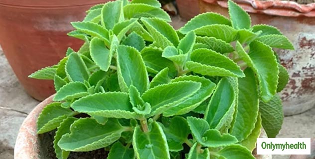 benefits of ajwain leaves in hindi