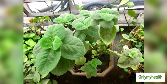 ajwain plant in home