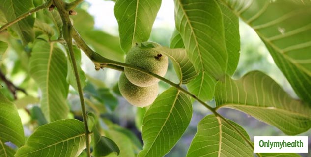 insidefruit