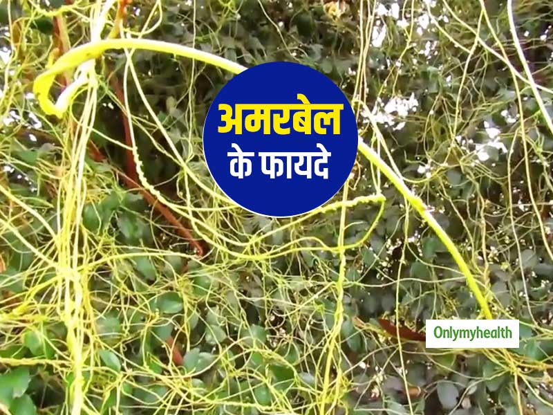झाड़ियों में दिखने वाला साधारण सा अमरबेल नहीं है किसी औषधि से कम, इन 8 गंभीर बीमारियों का करता है इलाज  