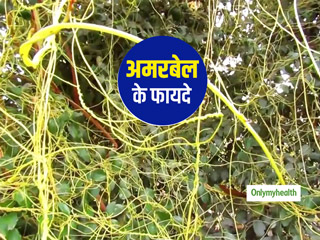 झाड़ियों में दिखने वाला साधारण सा अमरबेल नहीं है किसी औषधि से कम, इन 8 गंभीर बीमारियों का करता है इलाज  