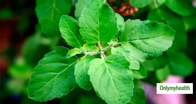 Tulsi