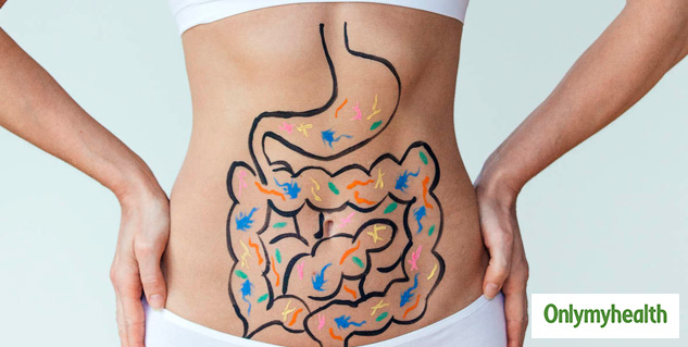 digestive system