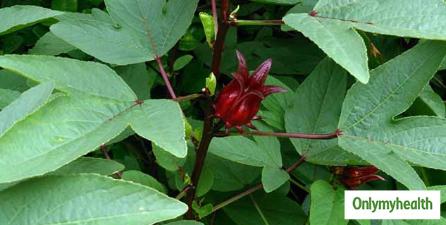 Health Benefits Of Ambadi