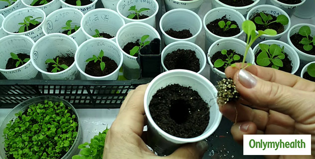 Gardening Health Benefits