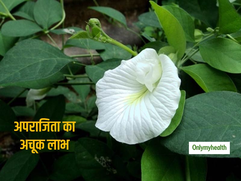 शारीरिक दुर्बलता जैसी समस्याओं में बेहद फायदेमंद है सेफद अपराजिता, जानें शरीर को होने वाले इसके अचूक लाभ      