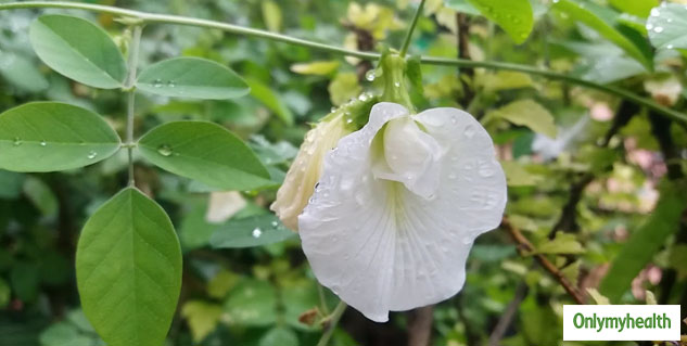 aparijta