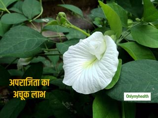 शारीरिक दुर्बलता जैसी समस्याओं में बेहद फायदेमंद है सेफद अपराजिता, जानें शरीर को होने वाले इसके अचूक लाभ      
