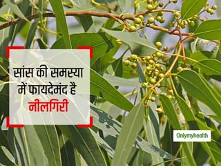जानें कैसे नीलगिरी के पत्ते सांस की समस्या को करते हैं कम और क्या है इसके अन्य फायदे