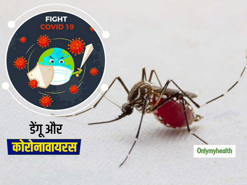क्या डेंगू को झेल चुके लोगों में है कोरोना से लड़ने की ज्यादा इम्यूनिटी? शोध में हुआ बड़ा खुलासा