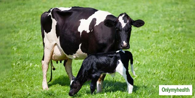 insidecowanditsfirstmilk