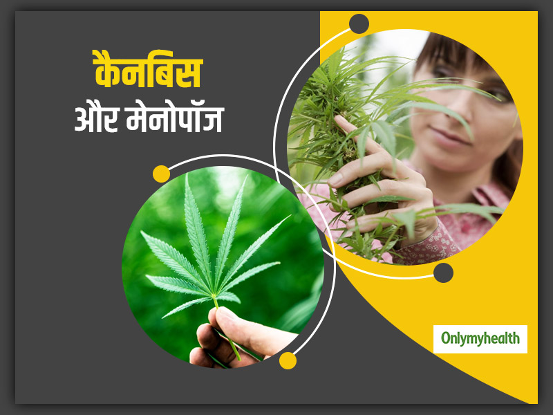 मेनोपॉज के लक्षणों को कंट्रोल करने में मददगार हो सकता है कैनबिस का उपयोग: शोध 