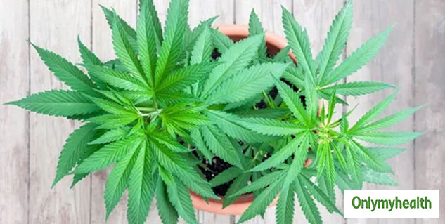 Cannabis