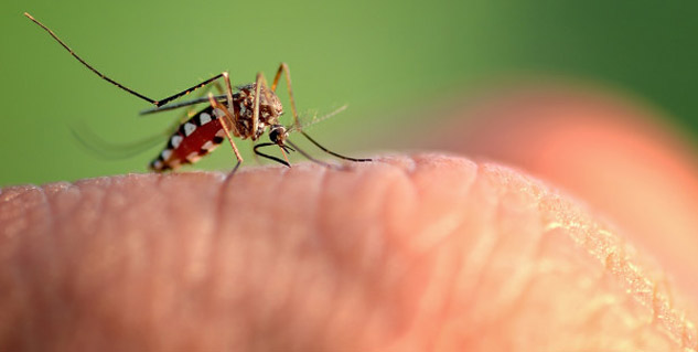 dengue mosquito