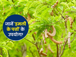 Tamarind Leaves/Imli Ke Patte: 'इमली के पत्ते' सेहत के लिए कैसे हैं उपयोगी? जानें इसके 9 फायदे और नुकसान