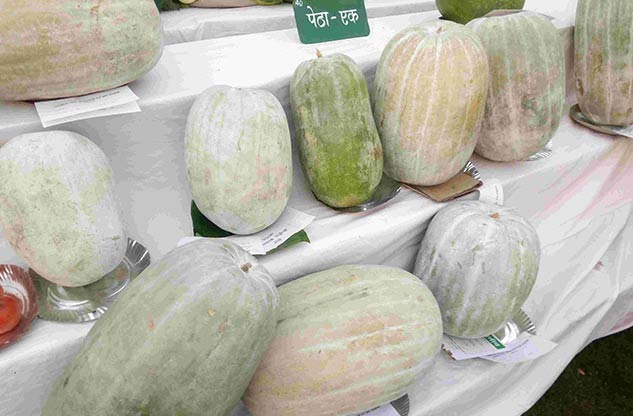 inside2_pethaduringpregnancy