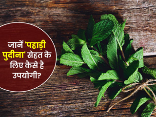 Spearmint Nutrition: सेहत से जुड़ें हैं 'पहाड़ी पुदीने' के ये 9 फायदे, जानें इसके नुकसान भी