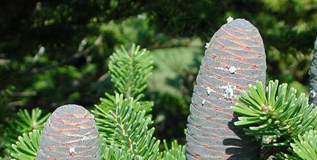 Inside4_talispatrabenefits