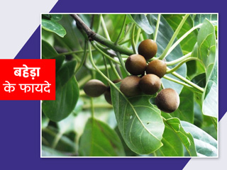 बहेड़ा स्वास्थ्य के लिए क्यों है फायदेमंद? जानें इसके 8 औषधीय गुण और प्रयोग का तरीका