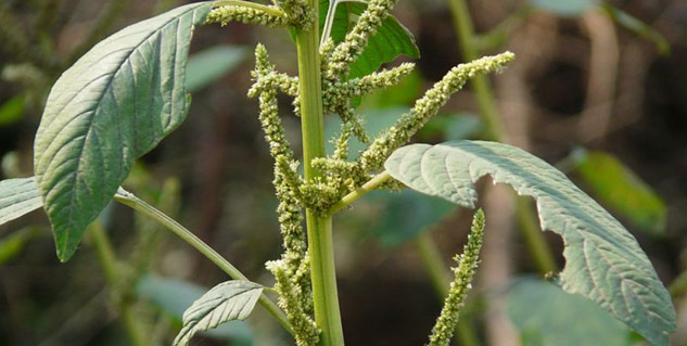 amaranth leaves