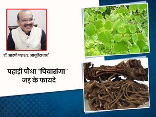 पहाड़ी पौधे “पियारांगा” की जड़ में होते हैं कई औषधीय गुण, आयुर्वेदाचार्य से जानें इसके फायदे और प्रयोग