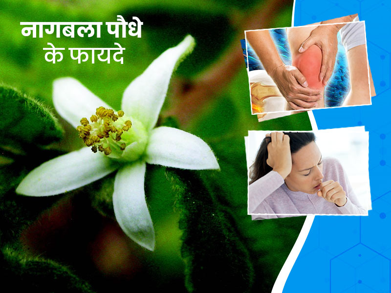 नागबला के पौधे में होते हैं कई औषधीय गुण, आयुर्वेदाचार्य से जानें इसके फायदे-नुकसान और प्रयोग का तरीका