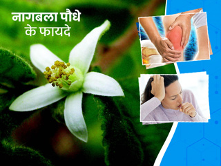 नागबला के पौधे में होते हैं कई औषधीय गुण, आयुर्वेदाचार्य से जानें इसके फायदे-नुकसान और प्रयोग का तरीका