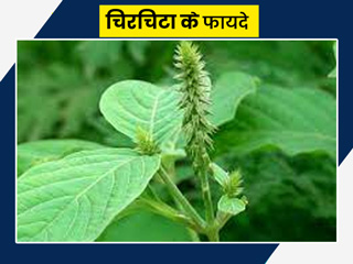 मुंह के छाले और ज्यादा भूख जैसी कई परेशानियों को दूर करता है चिरचिटा (अपामार्ग), जानें इसके फायदे और प्रयोग