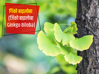Ginkgo Biloba: गिंको बाइलोबा (जिंको बिलोबा) सेहत के लिए कैसे है उपयोगी? जानें इसके 7 फायदे और नुकसान