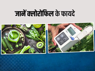 सिर्फ पौधों नहीं आपके शरीर के लिए भी फायदेमंद है 'क्लोरोफिल', जानें इसके फायदे और स्रोत