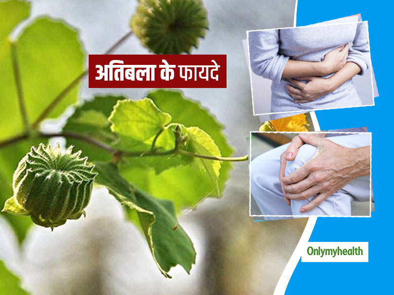 आयुर्वेद के अनुसार अतिबला (कंघी) का पौधा होता है कई रोगों में फायदेमंद, जानें इसके 7 फायदे और प्रयोग का तरीका