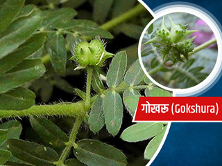 Gokshura/Gokhru: क्या हैं गोखरू (गोक्षुर) से होने वाले 6 फायदे? जानें इसके नुकसान भी
