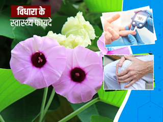 आयुर्वेद के अनुसार विधारा का पौधा कई रोगों में है फायदेमंद, जानें इसके 6 स्वास्थ्य फायदे
