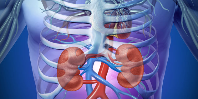 kidney