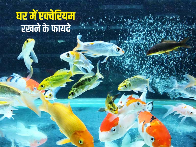 घर में एक्वेरियम रखने से स्वास्थ्य को पहुंच सकते है कई फायदे, जानें कैसे