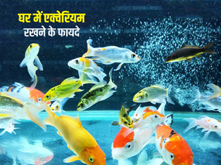 घर में एक्वेरियम रखने से स्वास्थ्य को पहुंच सकते है कई फायदे, जानें कैसे