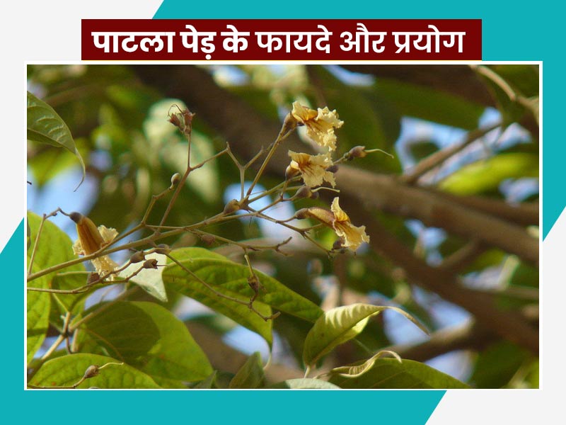 पाटला पेड़ के फल, फूल, जड़ और पत्तियां हैं औषधीय गुणों से भरपूर, आयुर्वेदाचार्य से जानें इनके फायदे और प्रयोग