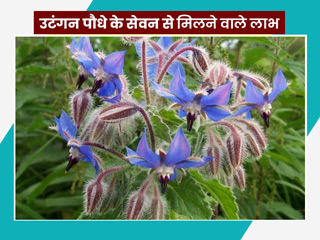 उटंगन पौधे के सेवन से शरीर को मिलते हैं ढेर सारे लाभ, आयुर्वेदाचार्य से जानें इसके नुकसान और प्रयोग का तरीका 
