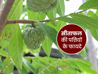 सीताफल की पत्तियां से स्वास्थ्य को मिलते हैं ये 5 फायदे, जानें इनके बारे में