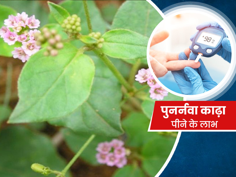 डायबिटीज और हृदय रोग के खतरे को दूर करे पुनर्नवा काढ़ा, जानिए इस्तेमाल करने का तरीका और अन्य फायदे