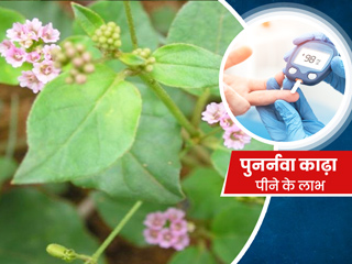 डायबिटीज और हृदय रोग के खतरे को दूर करे पुनर्नवा काढ़ा, जानिए इस्तेमाल करने का तरीका और अन्य फायदे