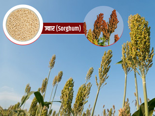 Sorghum/Jowar: ज्वार का आटा, जड़, फल और रस सेहत को रखते हैं तंदुरुस्त, जानें इसके फायदे और नुकसान
