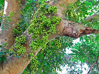 खांसी से लेकर बुखार तक ठीक करता है काकोदुंबर (Gular Tree), जानें इसके फायदे और उपयोग