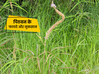 पिठवन के जड़ और पत्ते हैं औषधीय गुणों से भरपूर, जानें इस पौधे के फायदे और नुकसान