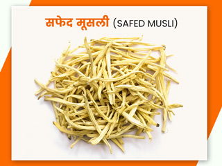 Safed Musali: सफेद मूसली के उपयोग से सेहत को होते हैं ये 6 फायदे, जानें इसके नुकसान भी