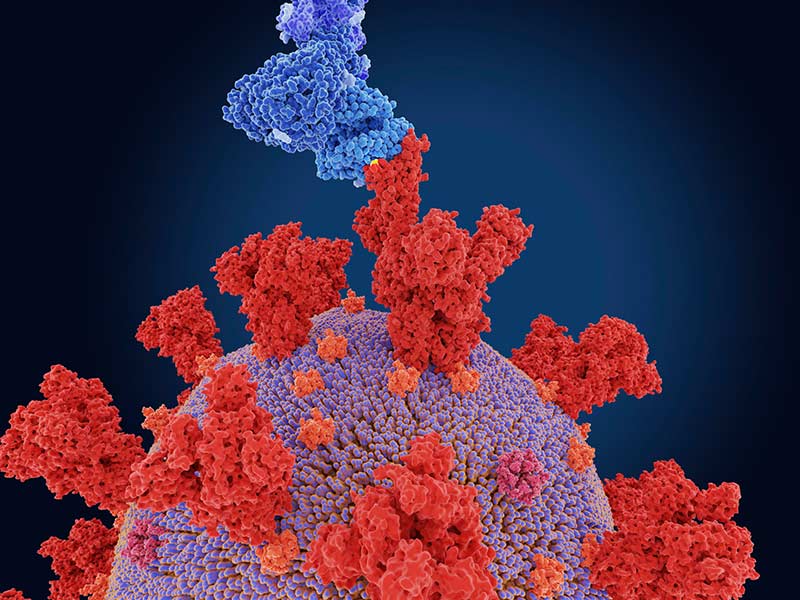 key-difference-between-double-and-triple-mutant-virus-to-understand-the